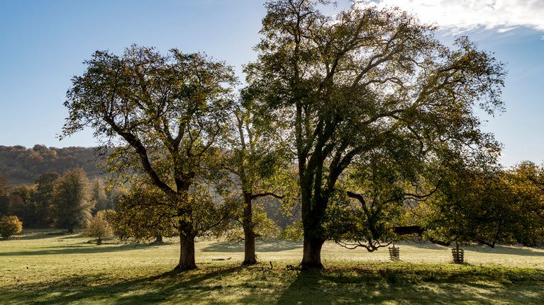 Trees in a field in Hughenden and Echo Valley, Buckinghamshire